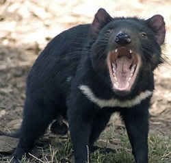 Setan Tasmania ( Sarcophilus harrisii ), juga disebut d