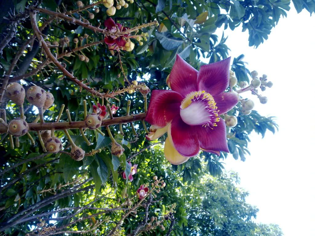 http://i467.photobucket.com/albums/rr39/kanakanaria/300520116606.jpg