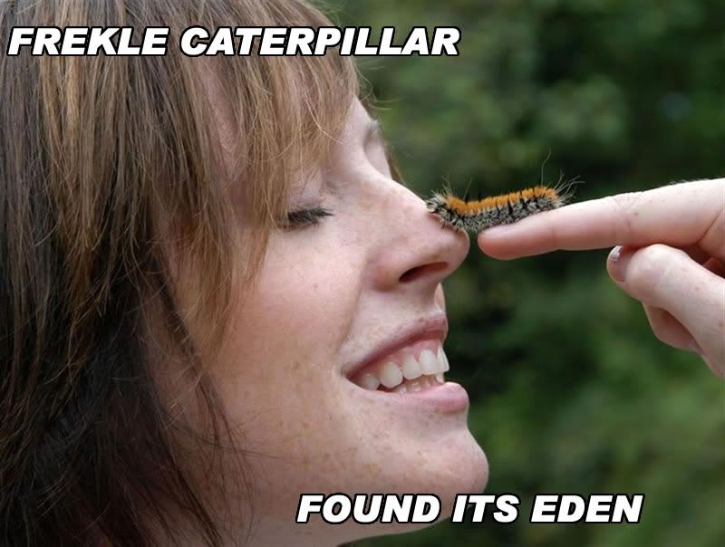 caterpillar01.jpg